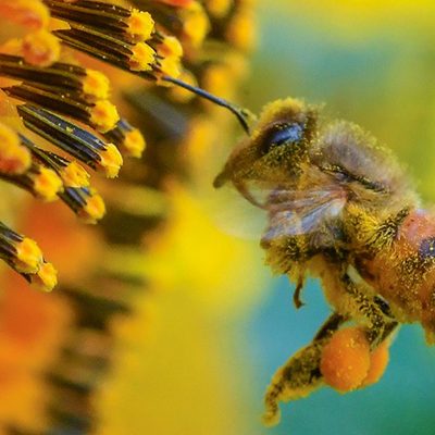 bee-pollen-flower1