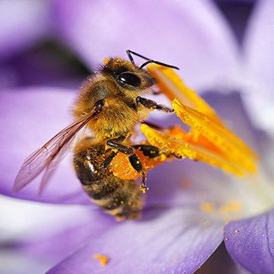 bee-pollen-flower2
