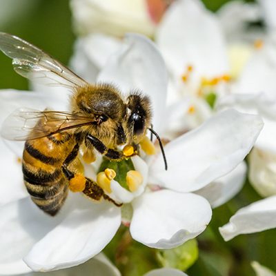 bee-pollen-flower3