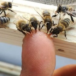 feeding
