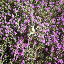 thyme-butterfly
