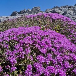 thyme-mountain