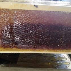 thymehoneycomb