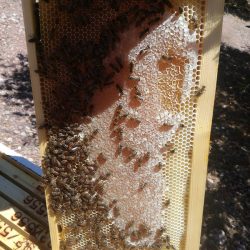 thymehoneycombs2